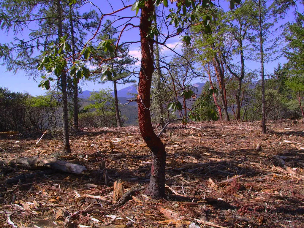Open woods after mulching: understory gone, trees kept